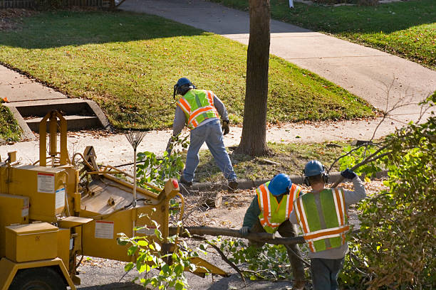 Best Emergency Tree Removal  in West Wood, UT